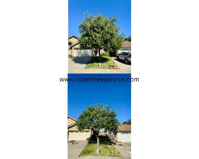 Home [www.silvertreeservice.com]
